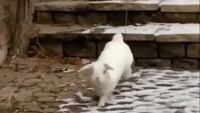 终于知道兔子为什么跑得那么快了！