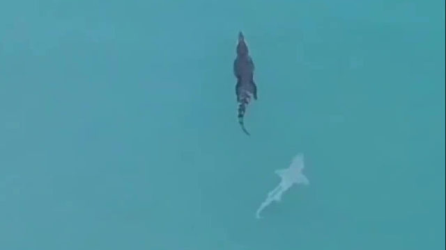 当鲨鱼盯上鳄鱼