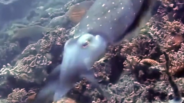 墨鱼施展移魂大法变幻图案，催眠猎物后秒杀。