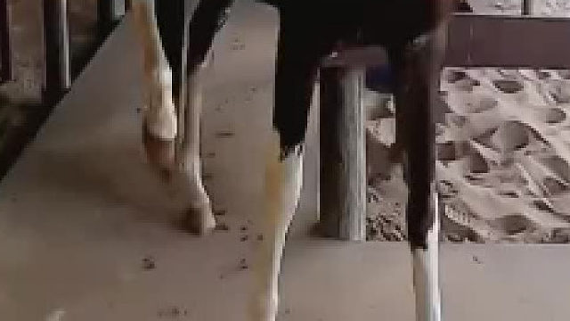 这么健康的蹄子头一回见