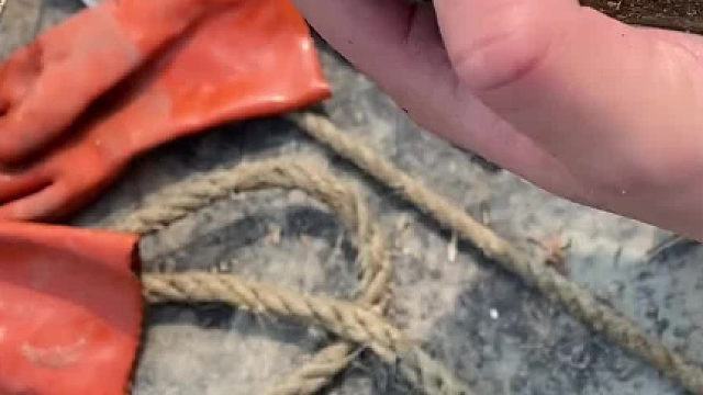 渔民网上了卵鞘，最后选择放归大海……