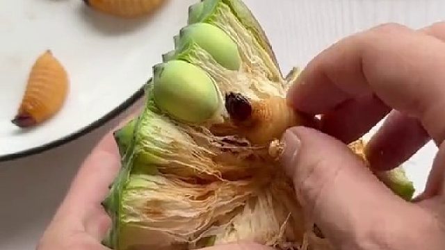 没见过莲蓬里面有过虫子啊