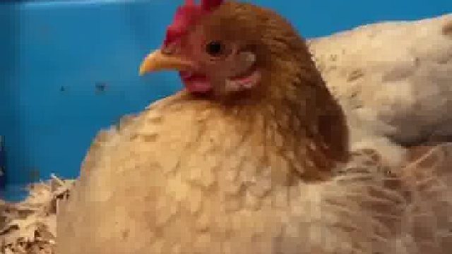 毛茸茸的小鸡吃了一点玉米粉回到母鸡怀抱里