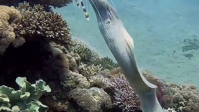 海鳗是如何捕食猎物的