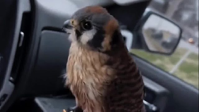 国外大叔在路边救助只孤单的红隼，越养越可爱的它把大叔当亲人