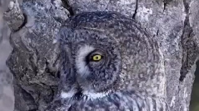 大灰猫头鹰的伪装