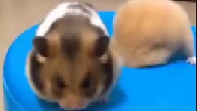 这个小屁屁也太可爱了吧！