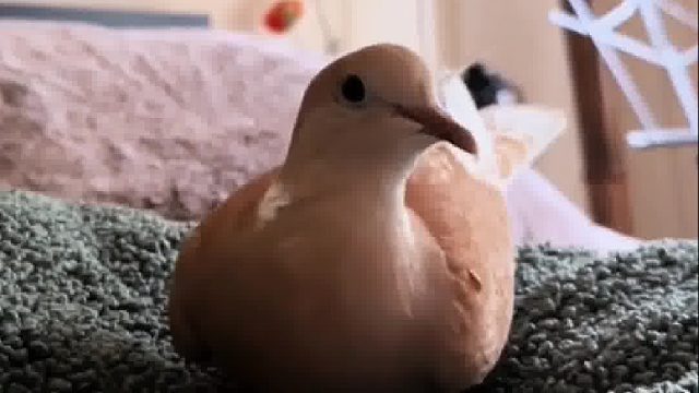 国外小姐姐在户外捡到一颗鸟蛋，孵化成年后的样子属实被惊艳到了