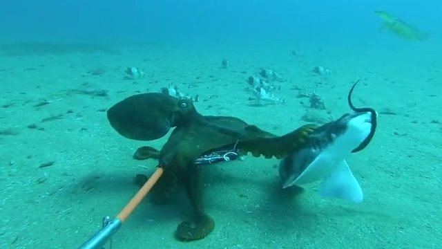 海底也有这么多吃瓜群众