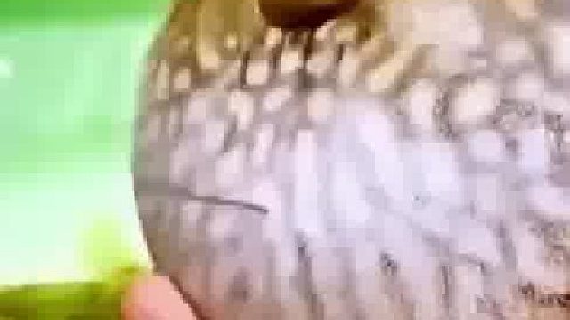 河豚膨胀后用针扎一下河豚