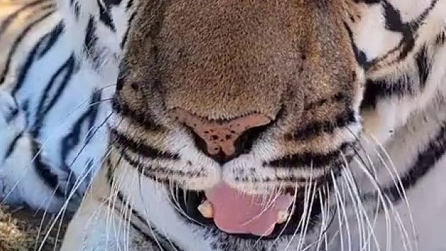 这玩意武松怎么打的