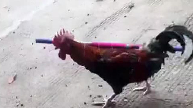 今天高庆必须得放个炮庆祝一下