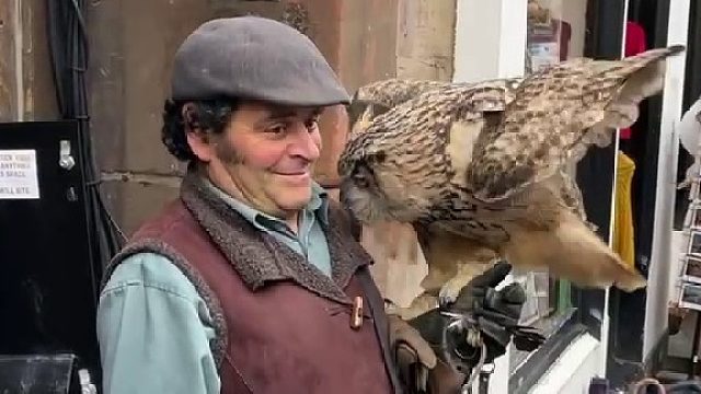 皇家一英里猫头鹰 好大一只