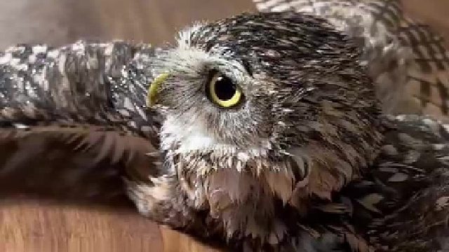 喜欢下雨的小猫头鹰