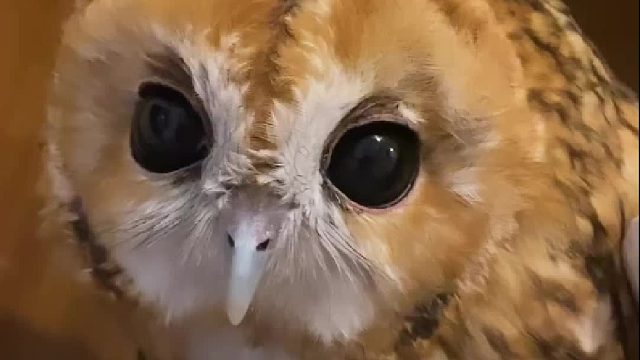 小猫头鹰声音真可爱啊 还有这圆碌碌的大眼睛 受不了了