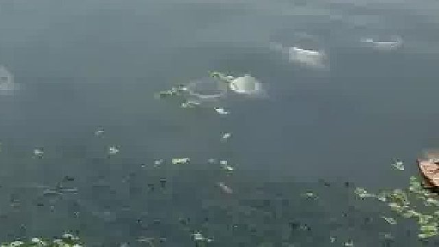 还看呢，快下去救鱼呀，它们溺水了，在那喊救命呢