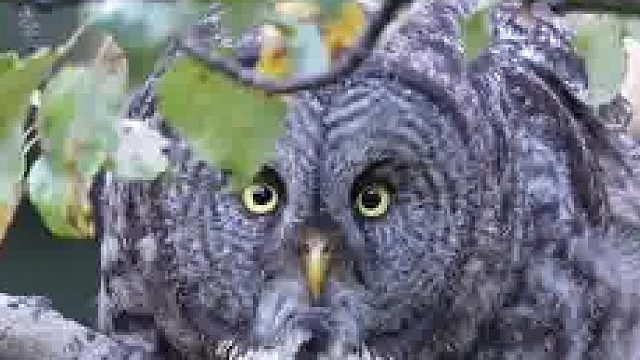 古人不喜欢猫头鹰也不是没有道理的，确实太恐怖了