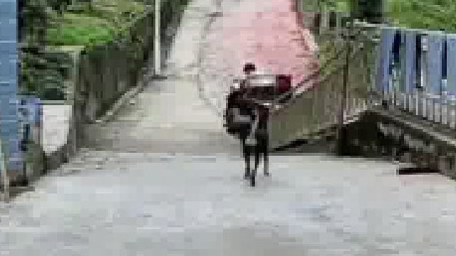 今天起猛了狗都能取快递啦