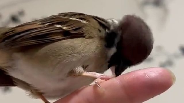 摸了一下屁屁，结果遭到了一顿毒打