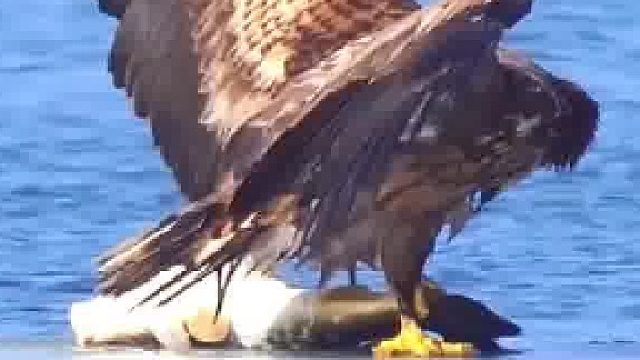 抓了一条大鱼，老鹰才发现超载了……