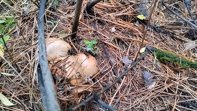 抢在下雨前捡蘑菇