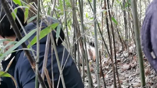 对方撤回一只猫猫头