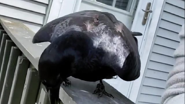 乡下大妈经常投喂一只讨食的小乌鸦，没想到它把这里当家，再回娘家时竟投桃报李带来意外惊喜