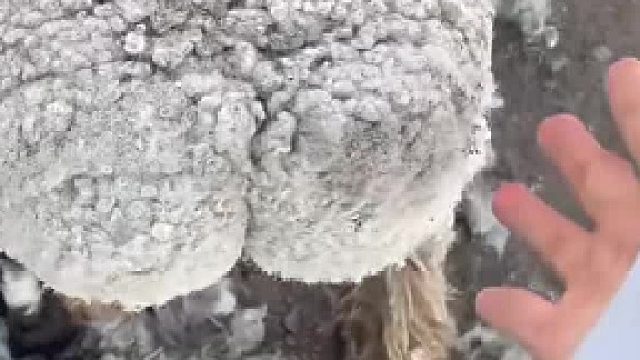 到新疆旅游做的第一件事情竟然是摸羊屁股