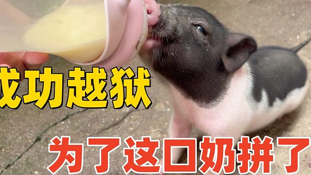 小香猪才来家2天，就越狱了，以后长大不得了！【第2天】
