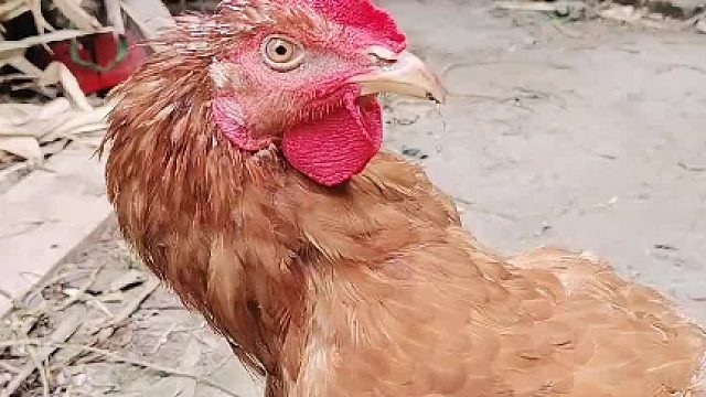 公鸡中的战斗机，这咋吃食啊？