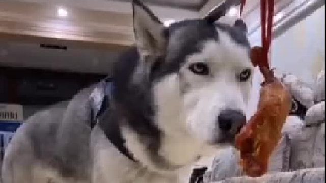 狗：累死我了，一天都沒吃到