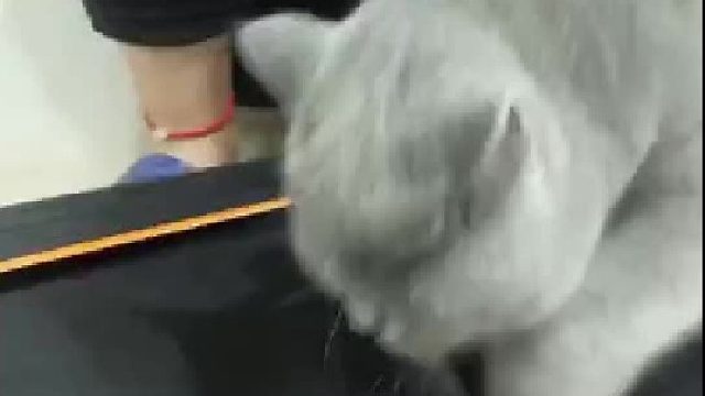 见过摆烂最彻底的猫猫