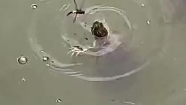 看过蜻蜓戏水的，没看过蜻蜓戏乌龟的，长见识了