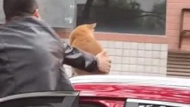 猫咪：“我警告你最好有事”