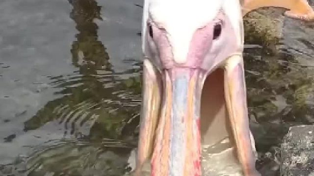 鹈鹕请君入瓮式捕鱼，这嘴是真大，好不容易抓了几条又漏出去了