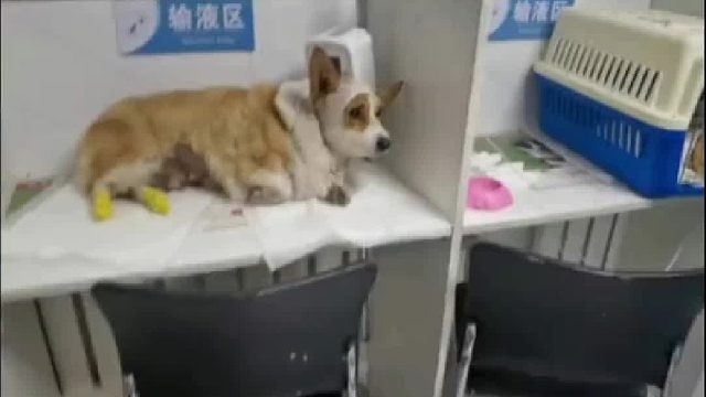 网友：身负重伤的战损基