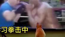 會(huì)拳擊的貓#搞笑 #搞笑配音 #方言配音 #迷惑行為大賞 #專治不開(kāi)心