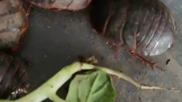 创业养殖土鳖虫