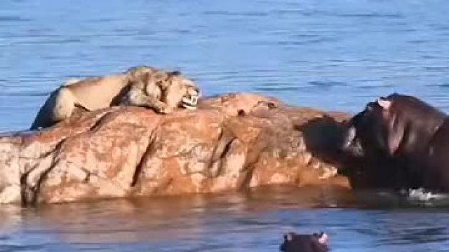 当落单狮子遇到河马群