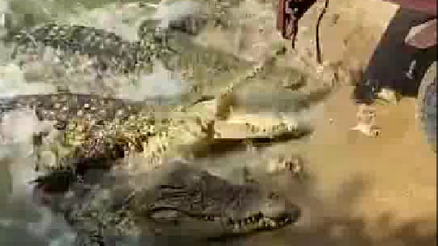 整车的小鸡喂鳄鱼