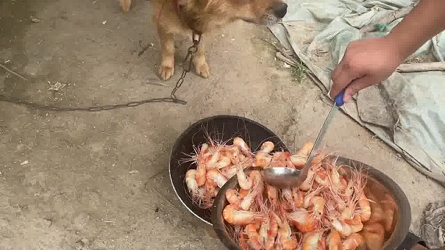 这狗子吃的比我好多了