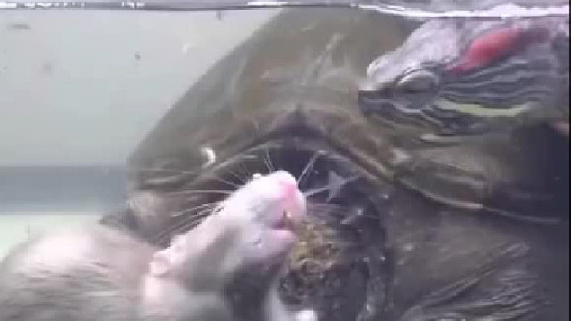 乌龟大吃老鼠吗？