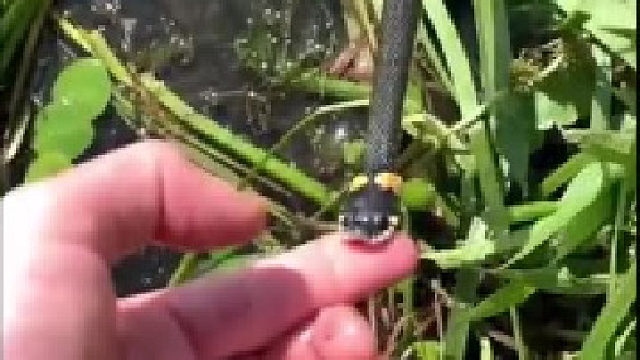 没手套都敢这么玩