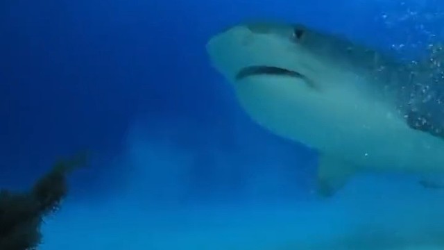 温顺鲨鱼被摸头，爽得翻白眼。其实部分鲨鱼比如护士鲨只喜欢吃小鱼，性情比较温顺。
