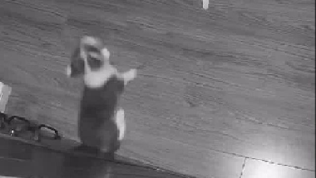 干饭狗没有一秒是多余的