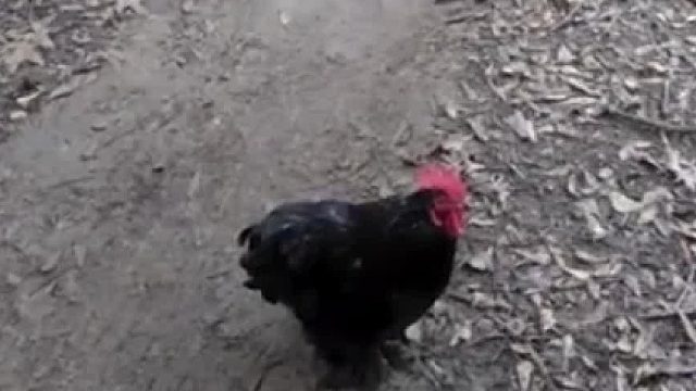 天天接你放学的是一只鸡，这是什么奇妙体验？