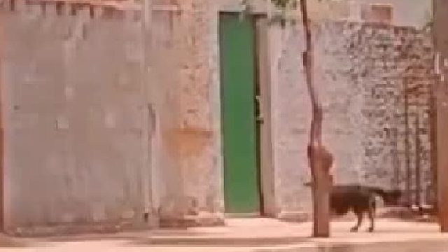 这狗子真聪明！还会看风向，正所谓，大狗一跃乘风起，翻墙回家心欢喜。噢呜………！