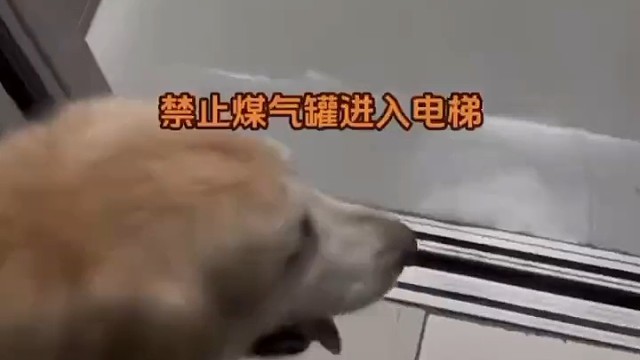 小狗太胖进电梯被误认为是“煤气罐”“这么胖的怎么还有两个”