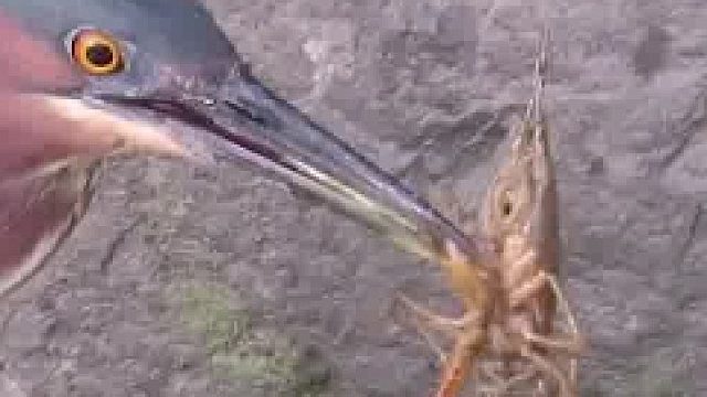 大鸟吃龙虾，钳子不要吗……