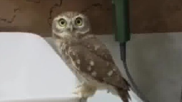 居民家天降大眼猫头鹰